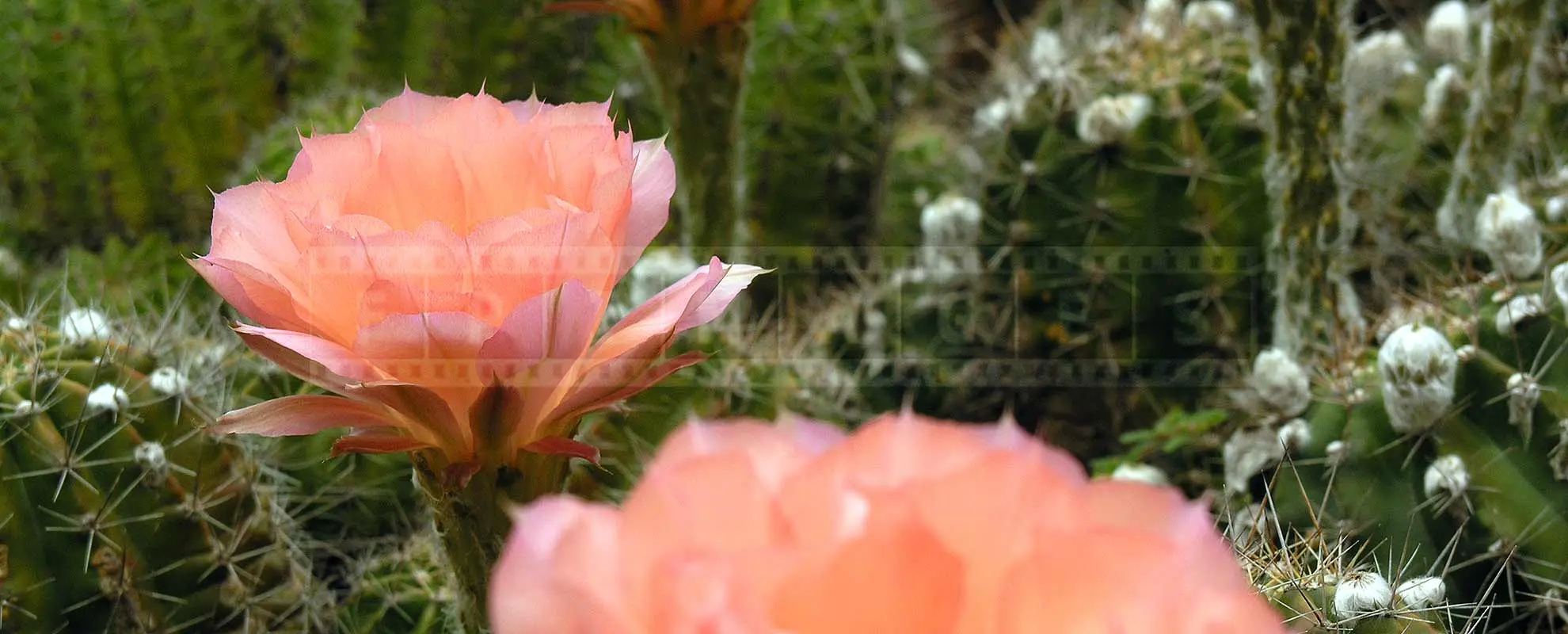 soft pink flower, succulent cactus plant
