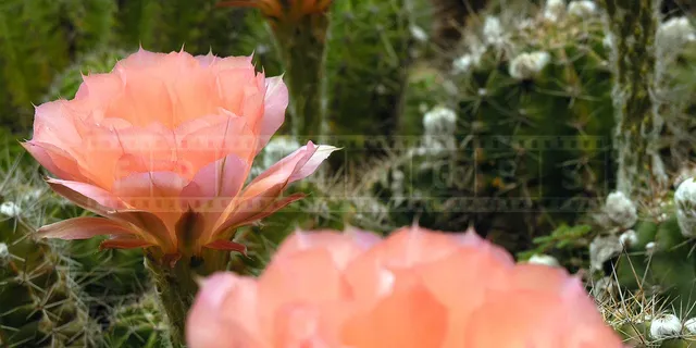 soft pink flower, succulent cactus plant