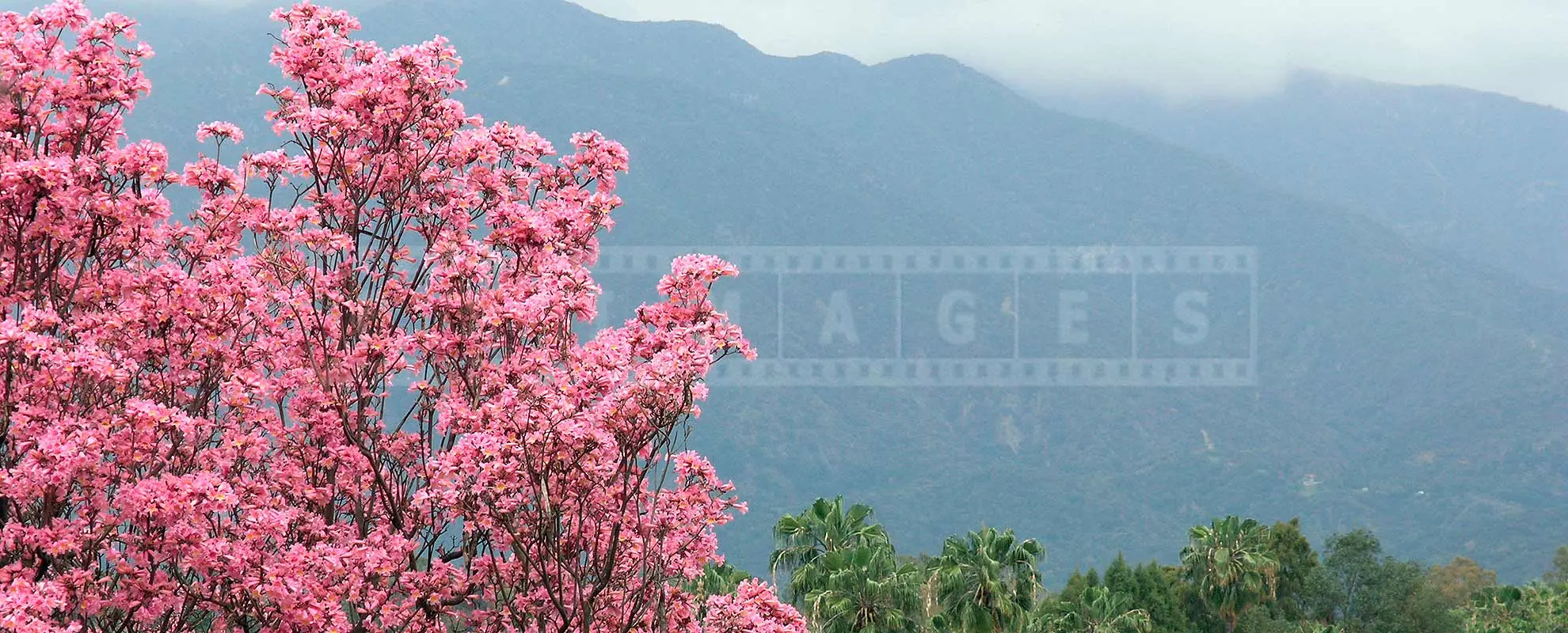 beautiful pink flowers of trumpet tree