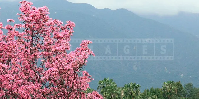 beautiful pink flowers of trumpet tree