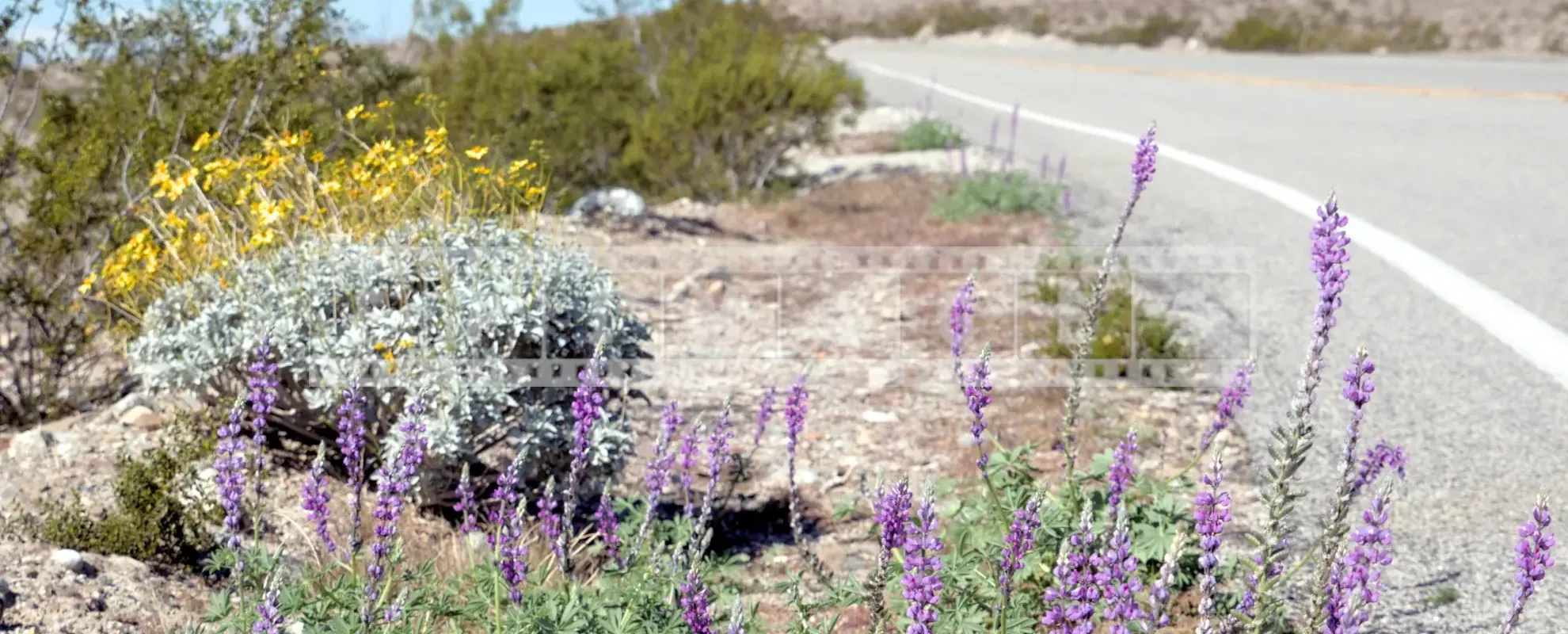 Colorful wildflowers by the road in Anza-Borrego State Park, California