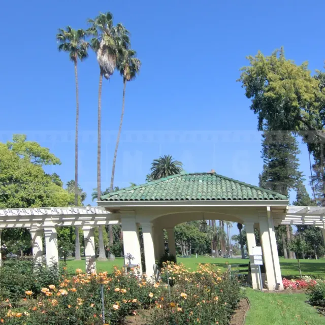 Amazing rose garden at Wrigley house in Pasadena