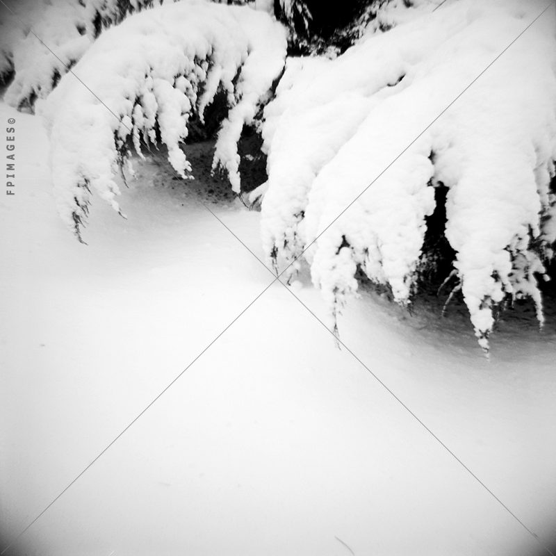 Juniper Branches in snow