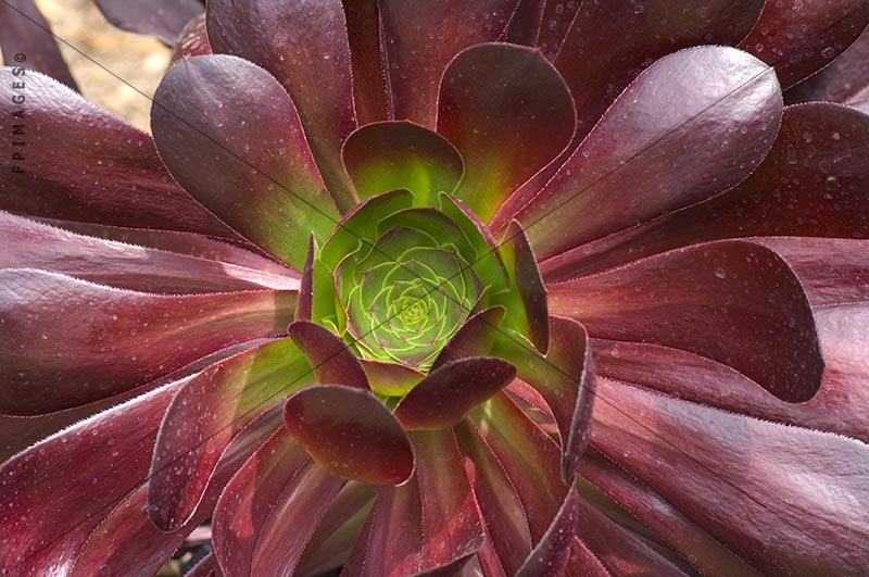 Close-up picture of aeonium cyclops plant, succulent desert flora.