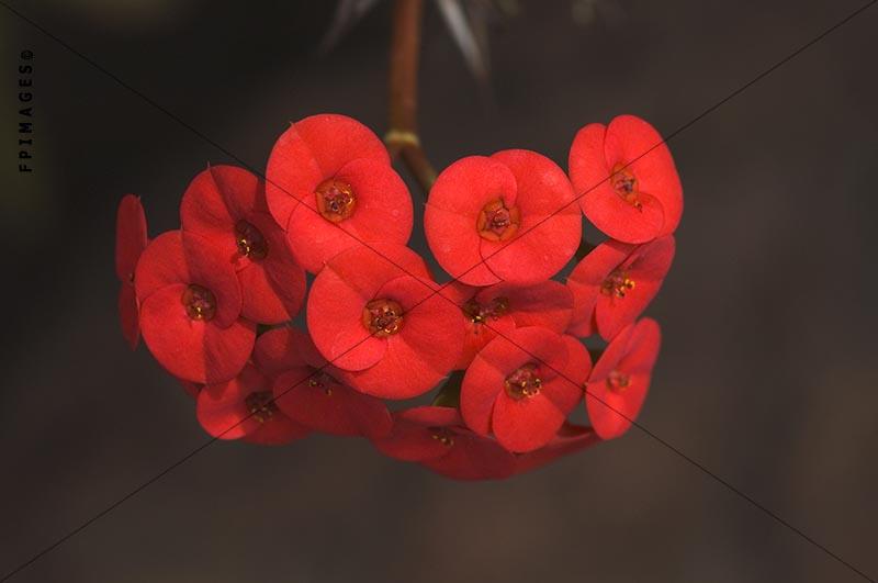 A cluster of red flowers of euphorbia milii, crown of thorns red bunch