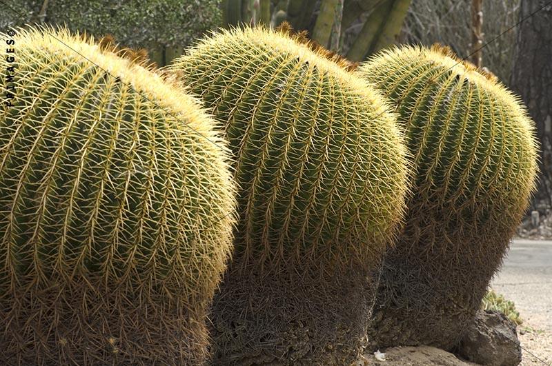 Golden Barrel cacti at botanical garden, row of three Echinocactus Grusonii