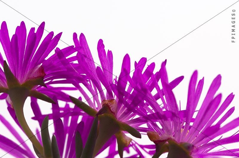 Low angle view of purple iceplant flowers, abstract art