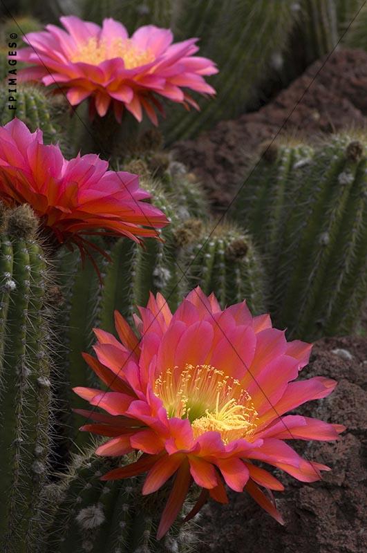 Flying saucer cacti in full bloom, echinopsis