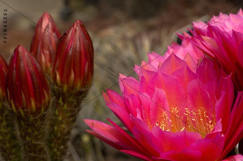 Flying saucer cacti in full bloom, echinopsis