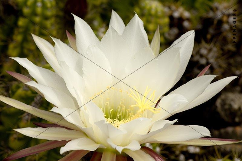 Closeup macro shot of a white cactus bloom, trichocereus candicans