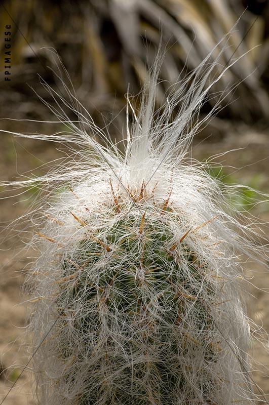 Cactus from South America - Oreocereus Celsianus