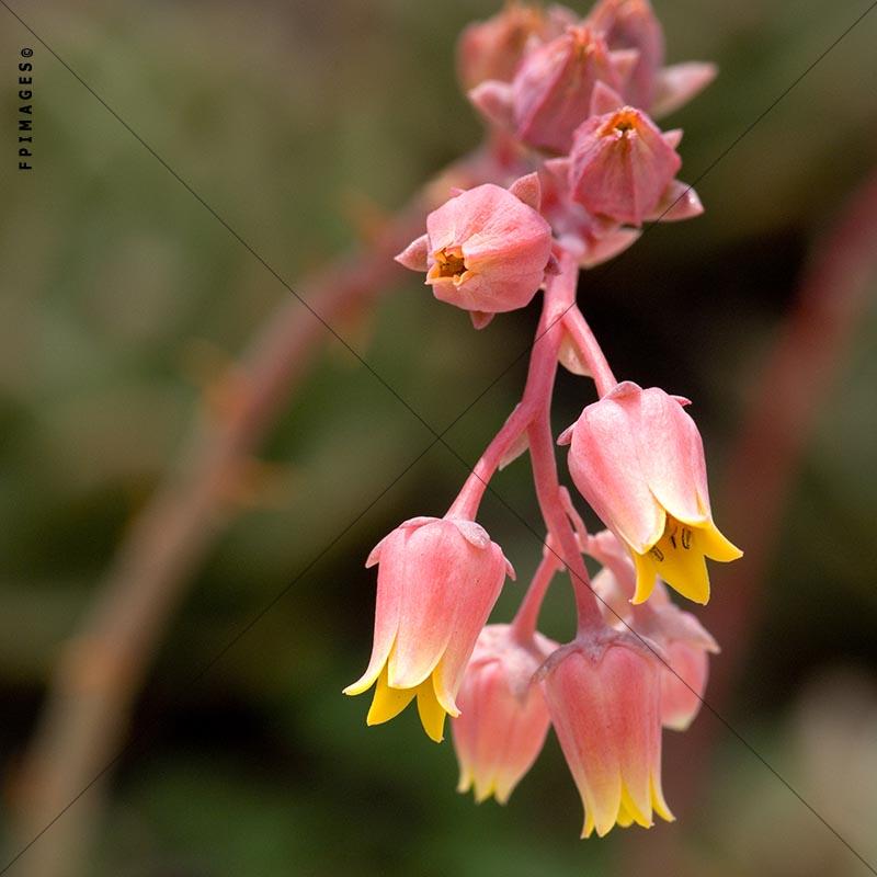 Closeup view of a flower from Crassulaceae family, Echeveria Gilva