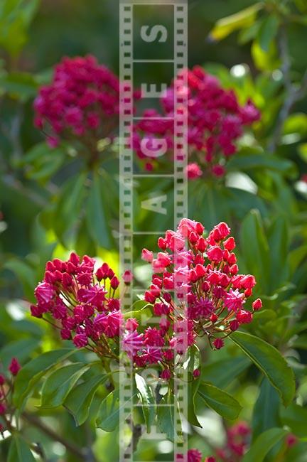 Olympic Fire, Kalmia latifolia