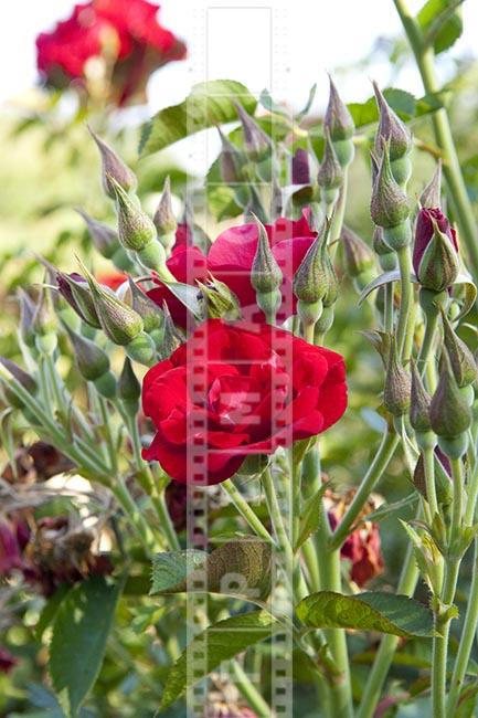 Crimson Red English rose and flower buds in the garden, hybrid rugosa