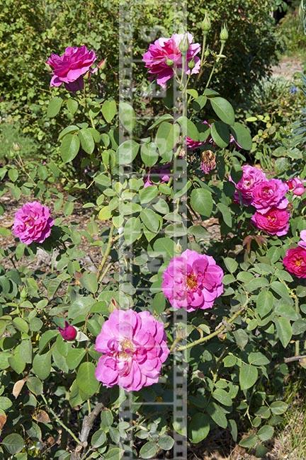 Pink flowering Shrub rose in the rosrium