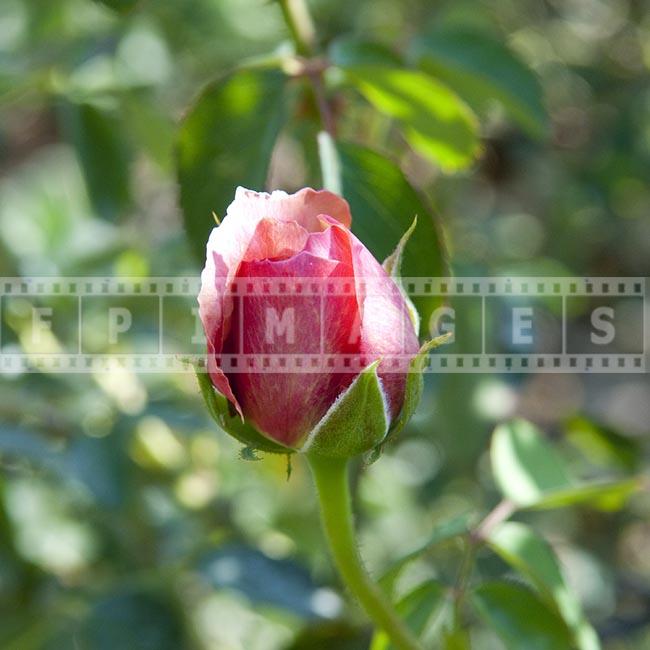 Hybrid Tea Rose flower about to open up