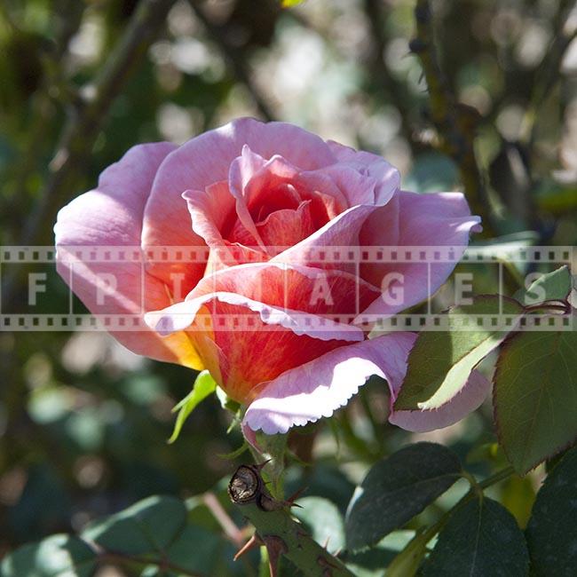 Pinkish Rose picture, shrub, fully open close-up