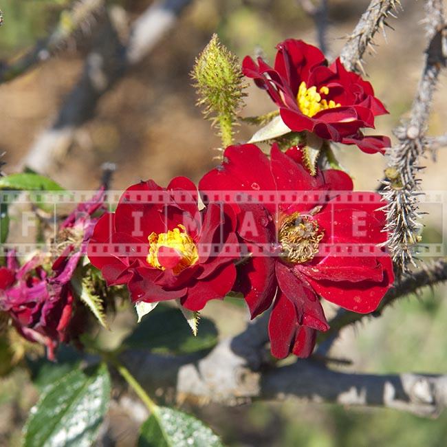 Red flowers and spiny branches of moss rose