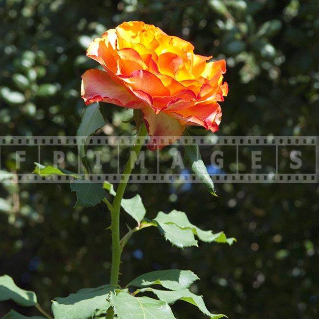 Yellowish - orange - red single rose flower