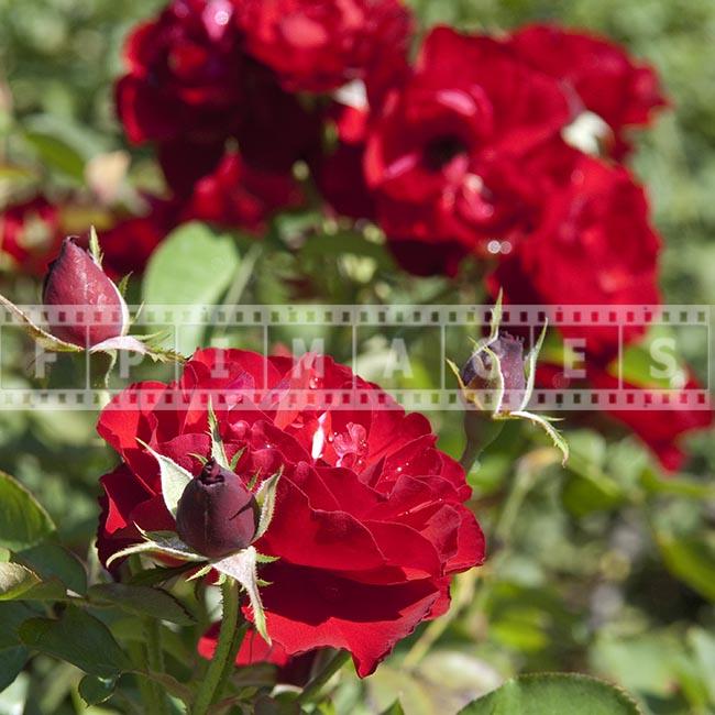 Red Floribunda Rose bush in full bloom, floral photograph