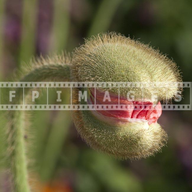 papaver nudicaule flower bud macro photo