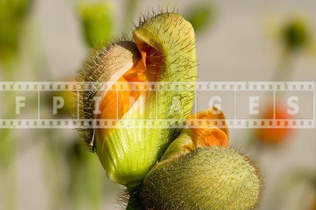 papaver nudicaule spring blossom Orange Poppy Close-up picture