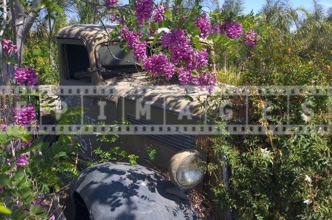 Old wrecked truck and tree in full bloom