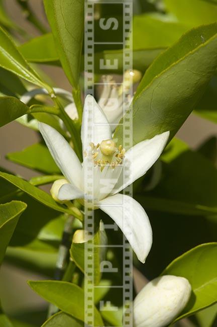 macro image of an orange tree blossom Citrus California