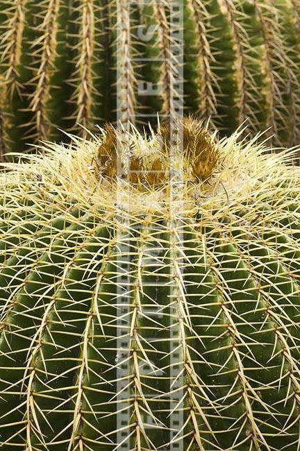 Echinocactus Grusonii desert succulent plant with sharp spines