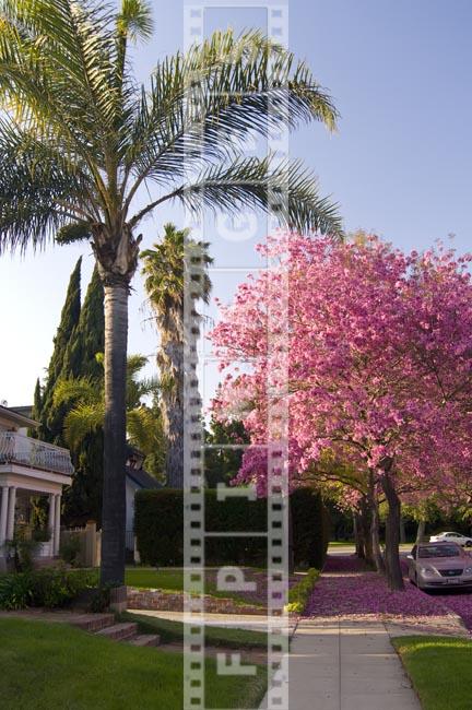 Tabebuia Impetiginosa - spring bloom rich pink color