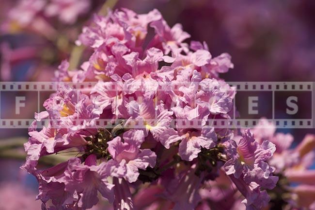 Tabebuia Impetiginosa spring blossoming tree deep rich pink colour