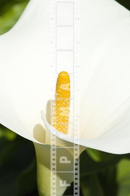 Macro shot of a lily flower, pistil and petal, white and yellow color