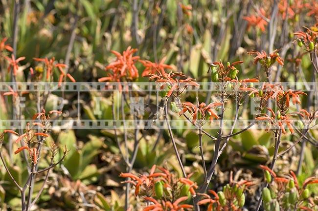 Small bird flying and eating nectar of aloe flowers