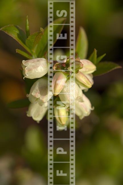 Wild Blueberry flowering in the spring