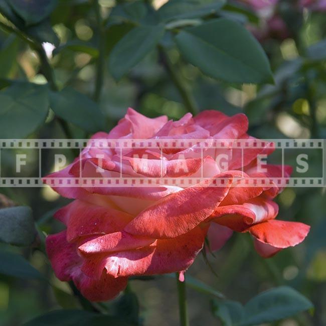 Rose floral photograph, pink hybrid tea rose