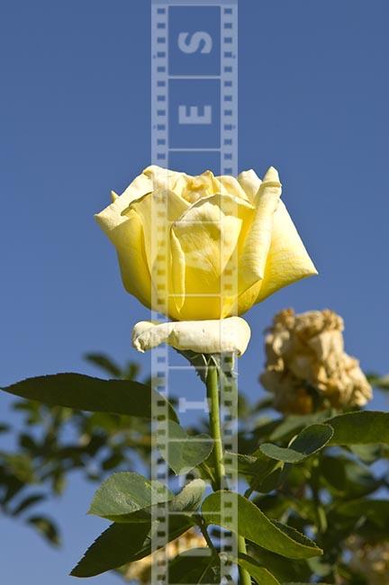 Single yellow hybrid tea rose flower isolated against blue sky image