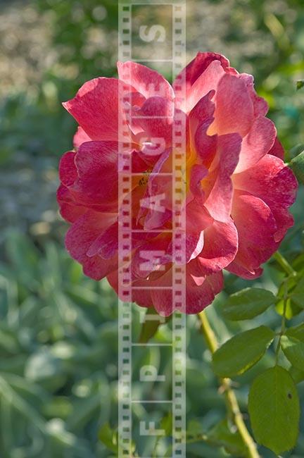 Pinky Reddish hybrid tea rose flower fully open