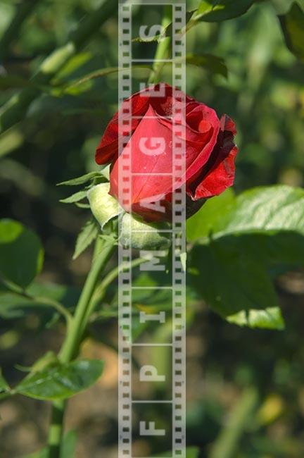 Red Rose flower, floral garden picture, hybrid tea