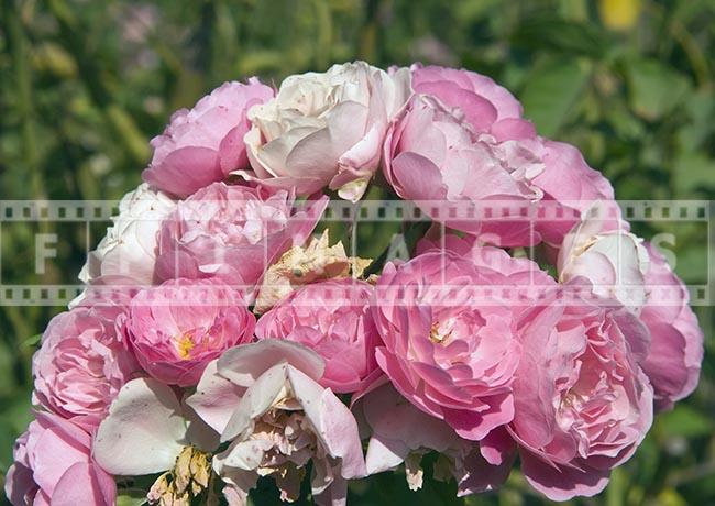 Floribunda rose Pink Blush Blossom bunch