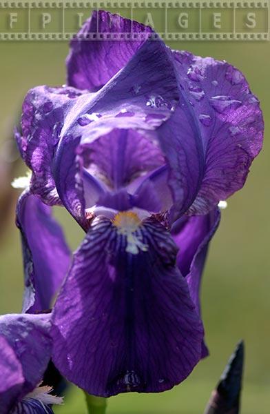 Macro of blue iris flower with dew