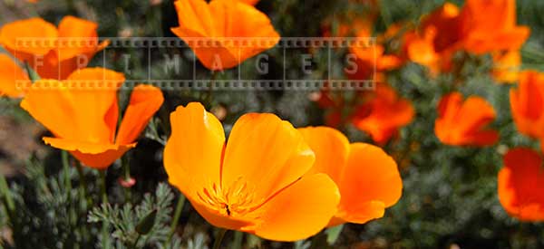 a bunch of California poppy flowers