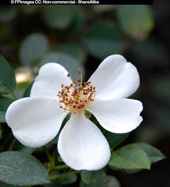 Awayuki hybrid rose