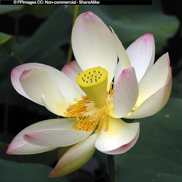 Lotus Flower