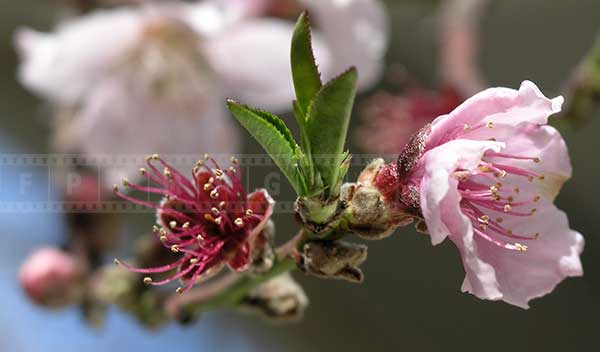 Peach tree blossoming