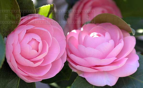 Two Pink Camellias