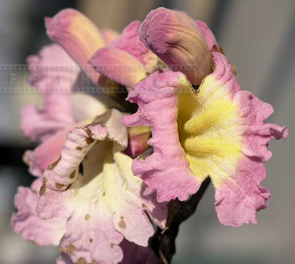 Trumpet Tree Blossom