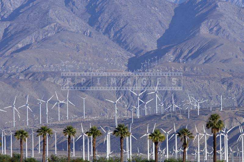 Wind Turbines and Palm Trees, green energy