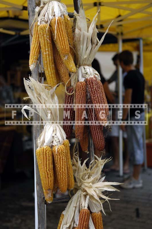 Corn Cobs use for decorating