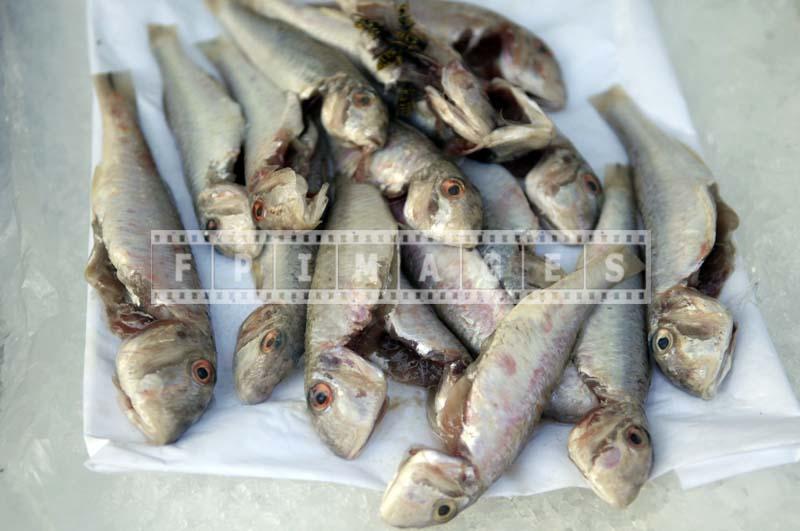 Fish market - red mullets, surmullets rouget