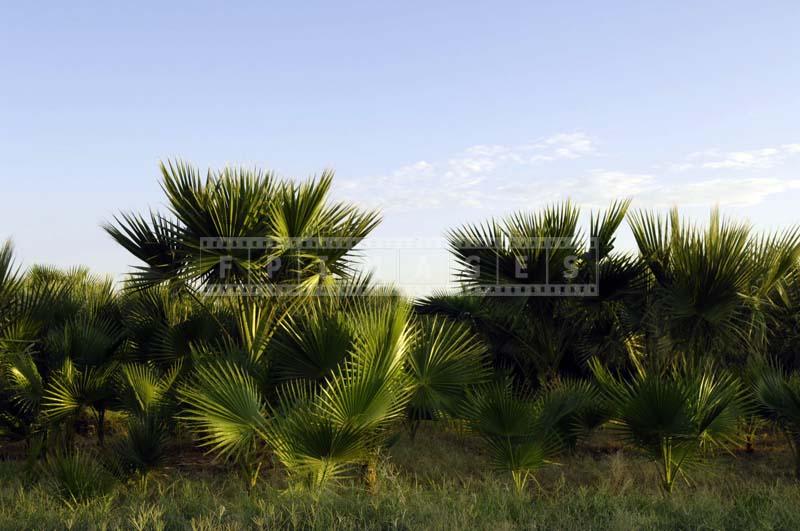 Sprawling Date Groves in Indio Coachella Valley, California